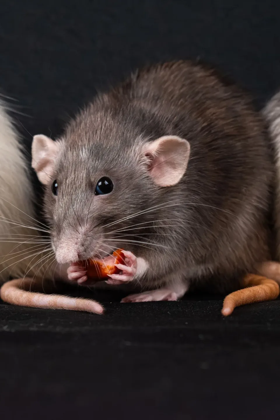 Rat — Pest Control